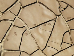 Coyote tracks on mudcracks, Arizona